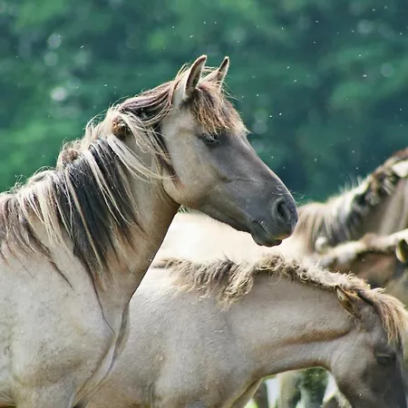 Gemütliches 15 , 2 Bis 4 Personen, Europa Ferienhaus