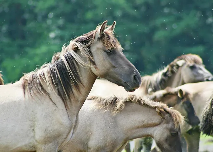 Komfortabler Bungalow, 15 , 2 Bis 4 Personen, Europa-feriendorf Σπίτι διακοπών